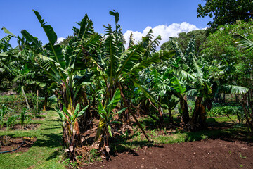 banana trees, healthy fruit full of nutrition, with unripe green fruit growing in a farm field, agri