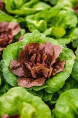 Wall Mural - Green and red lettuce plants close up