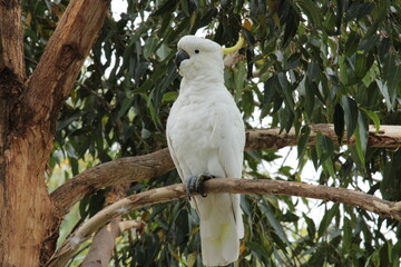 white cockatoo in the tree