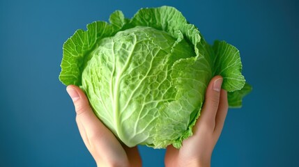 Wall Mural - Person is holding a head of cabbage. The cabbage is green and has a lot of leaves