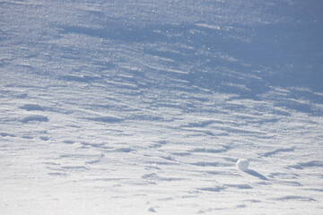 Wall Mural - winter fresh white snow surface texture abstract background