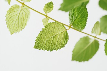 Wall Mural - Close-up of vibrant green leaves on a stem against a white background.