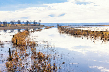 Wall Mural - Overflowed canal in early spring at a moor