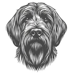 Monochrome portrait of a Wirehaired Pointing Griffon.