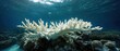 © xbzz - Bleached coral reef underwater marine life depletion ocean environment close-up view ecological impact