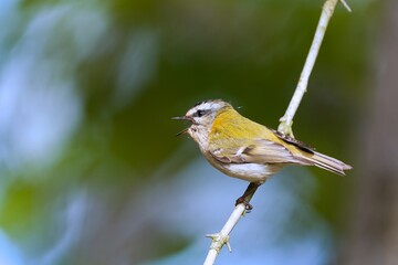 Canvas Print - A cute common firecrest sits on a branch. Regulus ignicapillus. European smallest songbird in the nature habitat. 