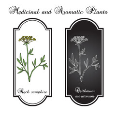 Wall Mural - Rock Samphire (Crithmum maritimum), edible and medicinal plant. Hand drawn vector illustration