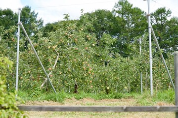 Poster - Apple fields beginning to turn red