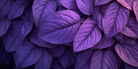 Wall Mural - Purple Leaves Close Up