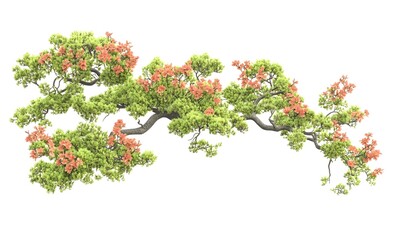 Lush green tree branch with orange blossoms isolated on white.