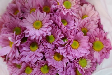 Wall Mural - pink and white chrysanthemums