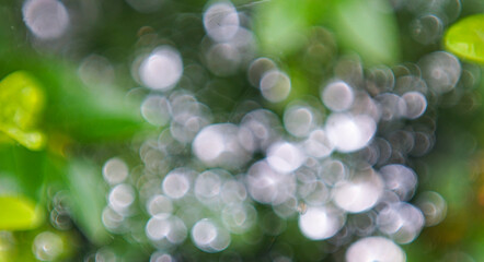 Poster - White and green bokeh background