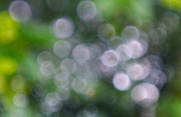 Poster - White and green bokeh background