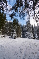 Wall Mural - Snow-covered pine trees in a serene winter forest with a bright blue sky overhead.