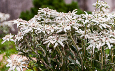 Blooming edelweiss flowers in a lush green garden