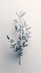 Wall Mural - Silhouettes of Delicate White Flowers on a White Background with Shadows