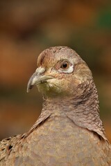 Wall Mural - Close-up of a pheasant with detailed feathers.