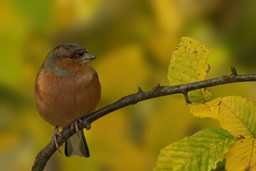 Wall Mural - Small bird on branch with autumn leaves