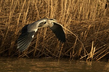 Wall Mural - Heron in Flight Over Lake