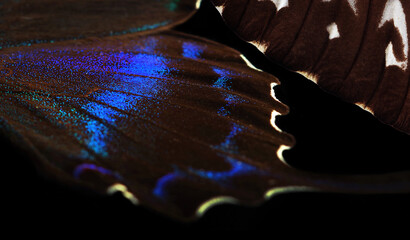 Aufkleber - Exotic swallowtail butterfly wings isolated on black. Tropical butterfly wings close-up. Selective focus