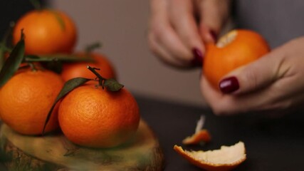 Wall Mural - Close up of female hands peeling a ripe mandarine, blurred background