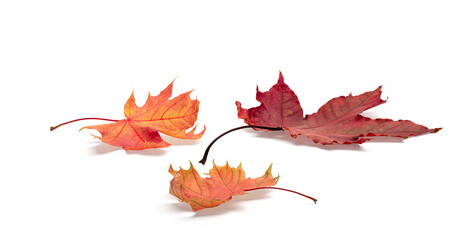 Aufkleber - Three leaves of a tree are shown on a white background. The leaves are orange and appear to be dried up. Concept of autumn and the changing of the seasons