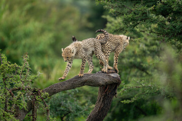 Poster - Two cheetah cubs stand on twisted tree