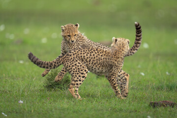 Poster - Two cheetah cubs play fighting on savannah