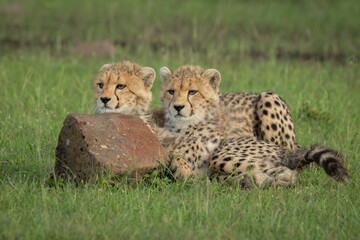 Poster - Two cheetah cubs lie staring over rock