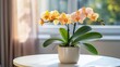 © Sawat - Orchids in warm tones of yellow and orange placed in a modern white vase on a bright round table