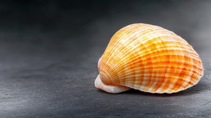 Wall Mural - A close up of a shell on a black surface