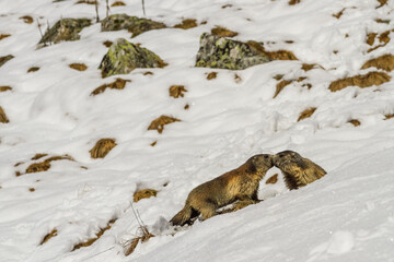 marmottes des Alpes dans la neige en fin d'hibernation