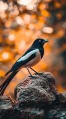 Aufkleber - A black and white bird perches on a rock against a bokeh background of warm orange and yellow tones.