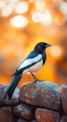 Aufkleber - A black and white magpie perched on a rock wall against a warm, bokeh background.