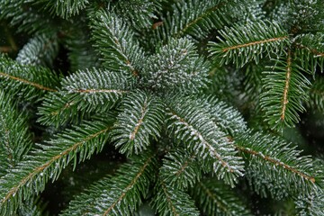 Wall Mural - A winter nature scene with branches of pine trees dusted in snow.