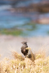 portrait of the bird Leistes loyca in Argentine Patagonia