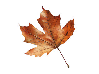 Wall Mural - vibrant orange autumn leaf detail