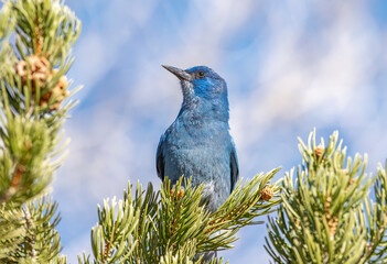 Wall Mural - Pinyon Jay