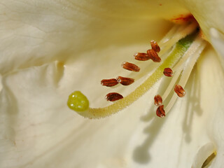 Wall Mural - Close-up of beige rhododendron flower in a french garden