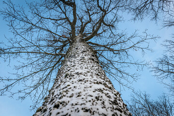 A low-angle view of a tree trunk covered in snow, with bare branches extending toward a bright blue winter sky. A striking perspective of nature in winter.