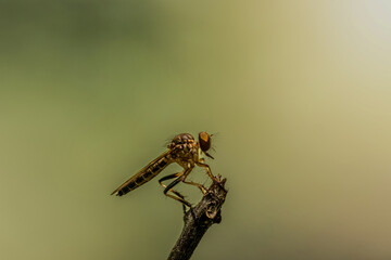 robber fly