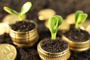 Stacks of coins with green plants on soil, closeup. Money growth concept