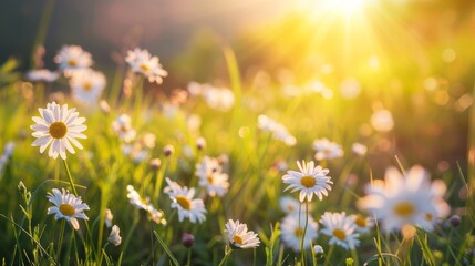 Wall Mural - Daisy Chamomile flowers field background. Beautiful nature scene with blooming chamomilles in sun flare. Sunny day. Summer flowers