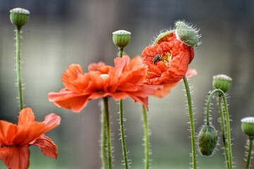 Sticker - Bee on red poppy flowers