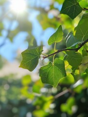 Wall Mural - Blurred bokeh background of fresh green spring, summer foliage of tree leaves with blue sky and sun flare