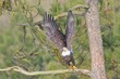 © Gregory Johnston - Eagle starts to fly from pine tree branch.