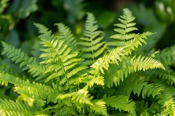 Poster - Lush green ferns illuminated by sunlight, showcasing detailed textures and vibrant foliage.