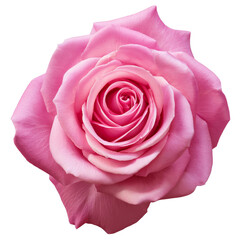 Wall Mural - pink rose isolated on transparent background  