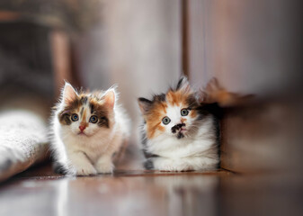 Sticker - portrait of two cute playful kittens sitting on the floor and looking forward