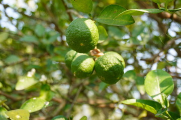 Green lemons from its plant in close up, citrus fruit